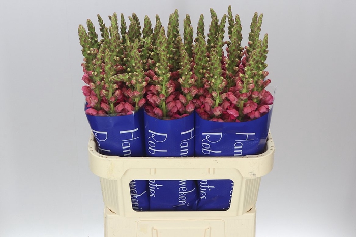 <h4>Antir Pink Dark Ex</h4>