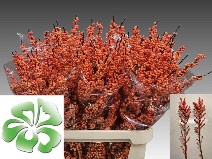 <h4>ILEX VE WINTER GOLD</h4>