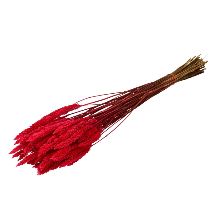 <h4>Droogbloem Celosia 70cm</h4>