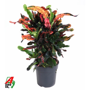Codiaeum Mammi vertakt P21