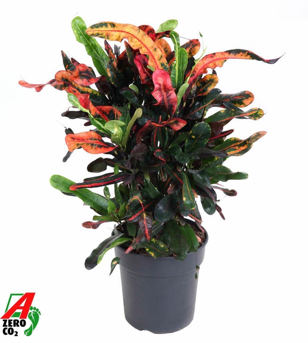 <h4>Codiaeum Mammi vertakt P21</h4>
