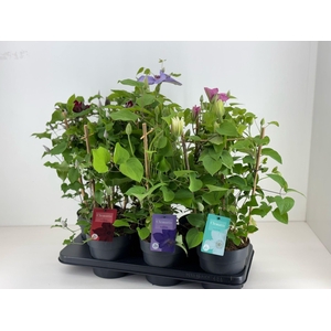 Nolina Clematis | Boulevard® Mix