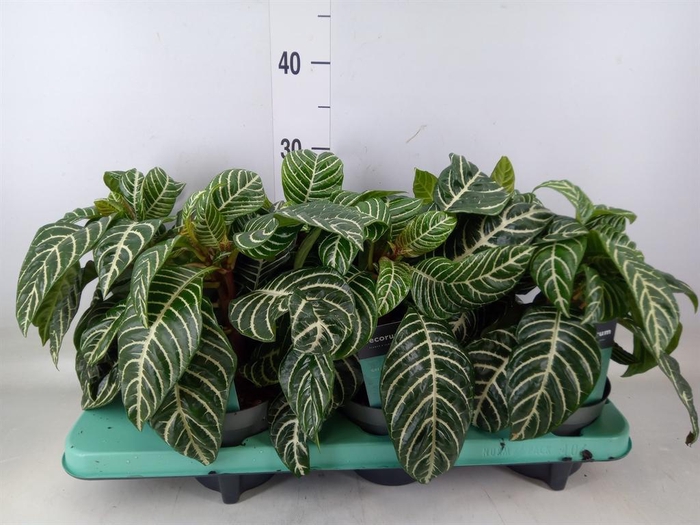 <h4>Aphelandra squar.</h4>