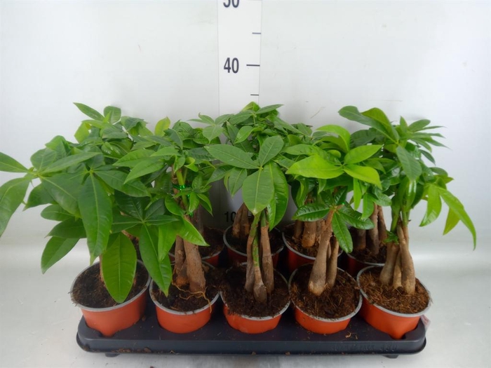 <h4>Pachira aquatica</h4>