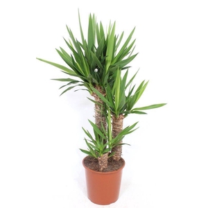 Yucca elephantipes 60-40-20 XL