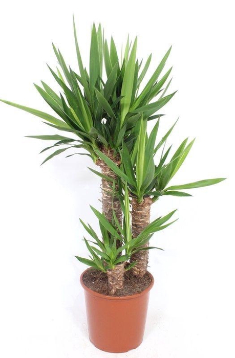 <h4>Yucca elephantipes 60-40-20 XL</h4>