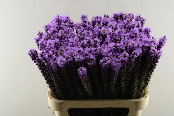 <h4>Liatris S Callilepis (prs) L80</h4>