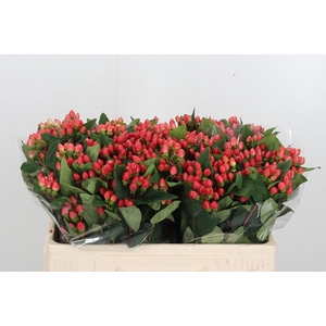Hypericum Androsaemum