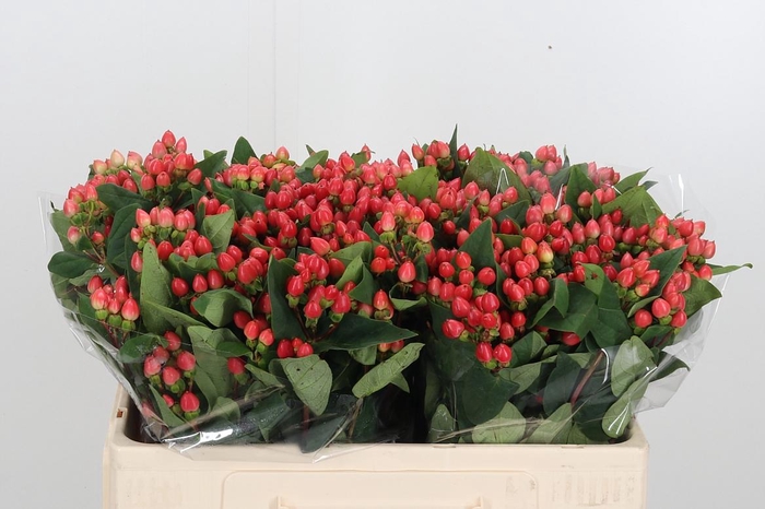 <h4>Hypericum Androsaemum</h4>