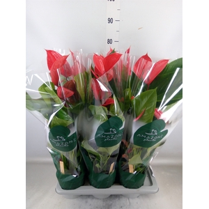 Anthurium andr. 'Melodia Ibis'