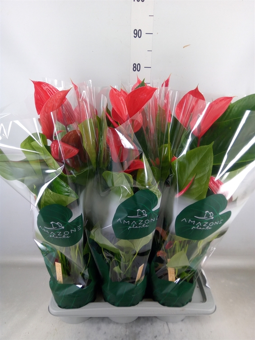 <h4>Anthurium andr. 'Melodia Ibis'</h4>