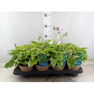 Hosta  'Wide Brim'