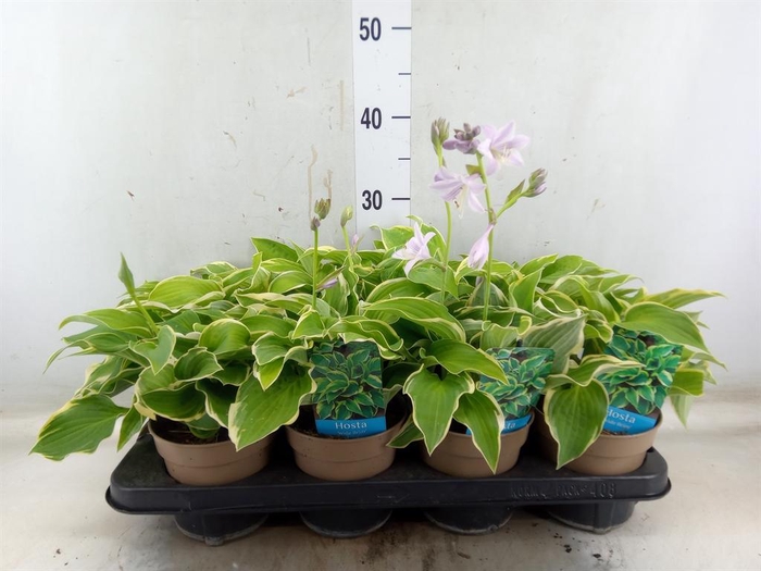 <h4>Hosta  'Wide Brim'</h4>