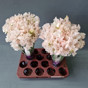 LATHYR PARFUM KLB H%