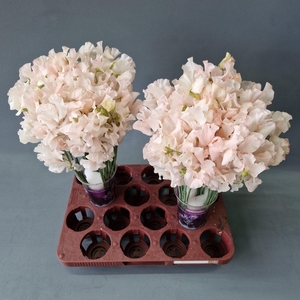 Lathyrus Magic Licht roze