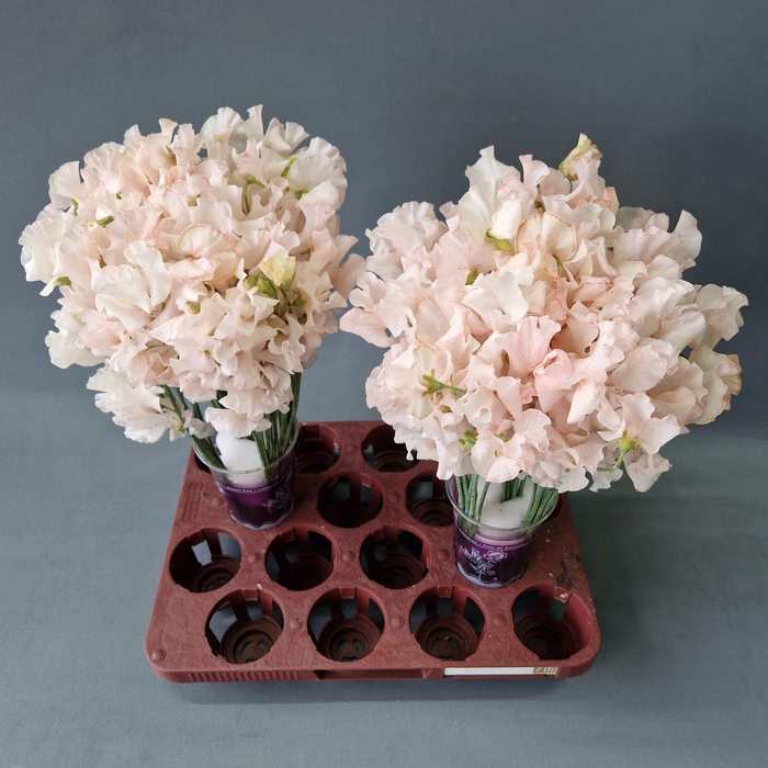 <h4>Lathyrus Magic Licht roze</h4>