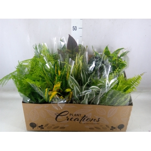 Planten Groen   ...mix 12