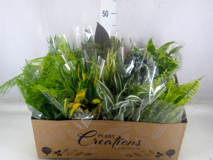 <h4>Planten Groen   ...mix 12</h4>