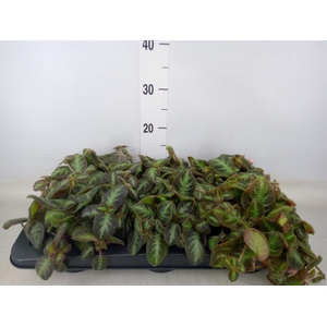 Episcia cupreata 'Neon Surprise'