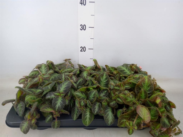 <h4>Episcia cupreata 'Neon Surprise'</h4>