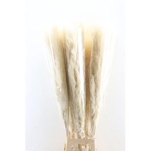 Dried Cortaderia Dadang Bleached 140cm P Stem