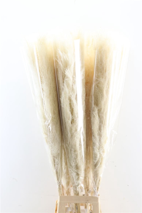 <h4>Dried Cortaderia Dadang Bleached 140cm P Stem</h4>