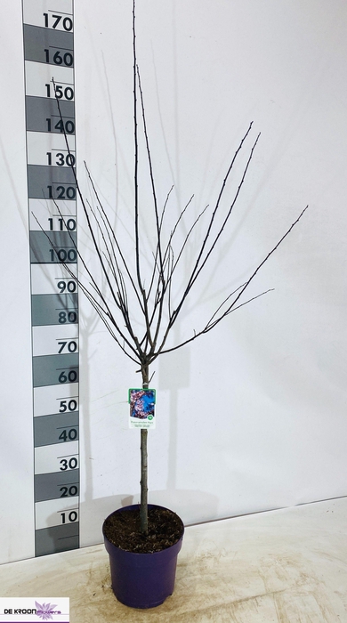 <h4>PRUN CE NIGRA</h4>