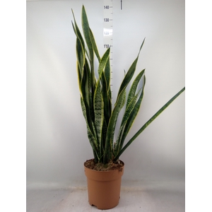 Sansevieria trifa. 'Laurentii'
