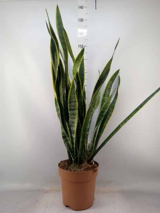 <h4>Sansevieria trifa. 'Laurentii'</h4>