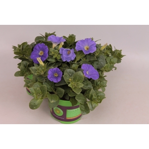 Petunia Sky Blue