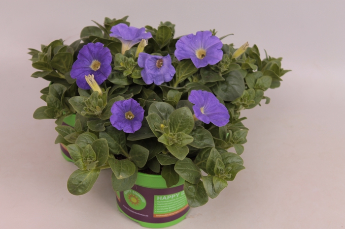 <h4>Petunia Sky Blue</h4>
