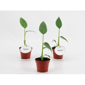 Monstera Burle Marx Flame