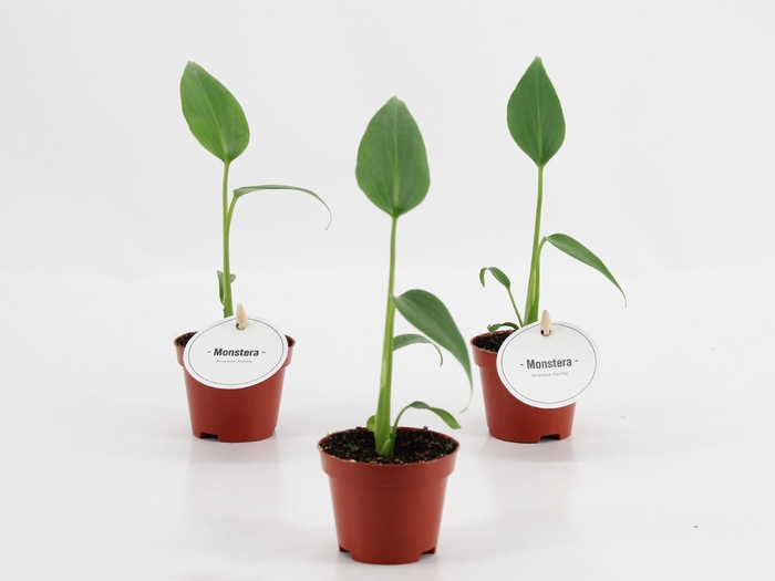 <h4>Monstera Burle Marx Flame</h4>