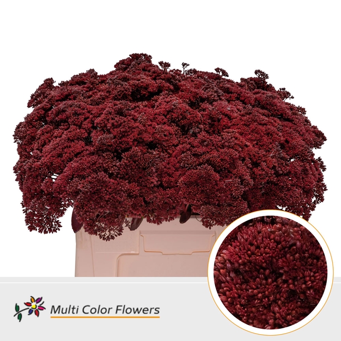 <h4>Sedum Bordeaux</h4>