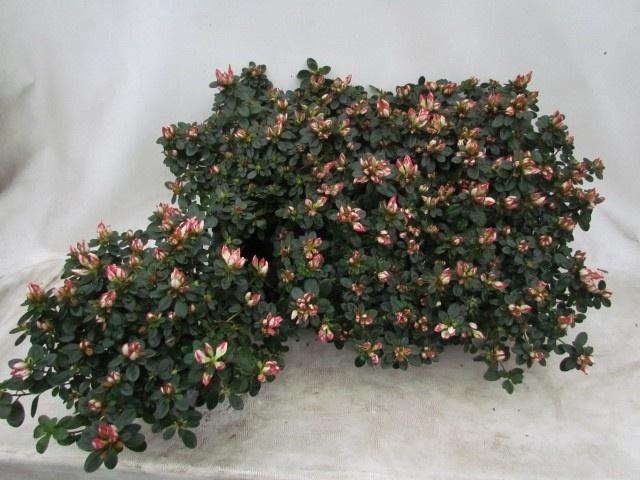 <h4>RHODO SI SACHSENSTER</h4>