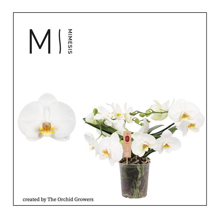 <h4>Phalaenopsis Muse White 12Ø 35cm 2st 25fl</h4>
