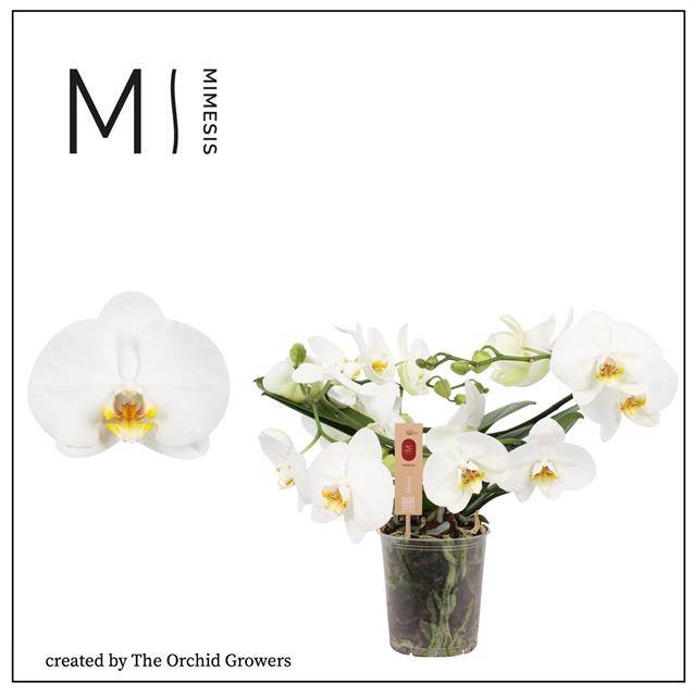 Phalaenopsis Muse White 12Ø 35cm 2st 25fl