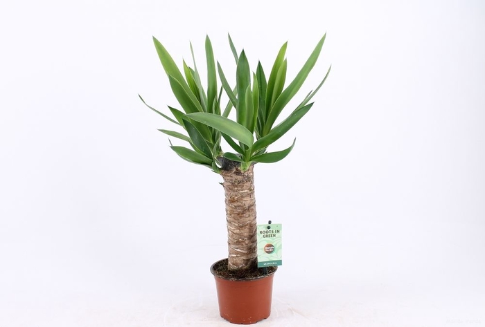 <h4>Yucca</h4>