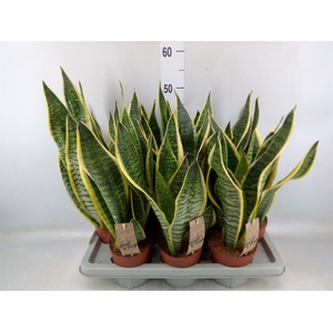 Sansevieria trifa. 'Futura Superba'