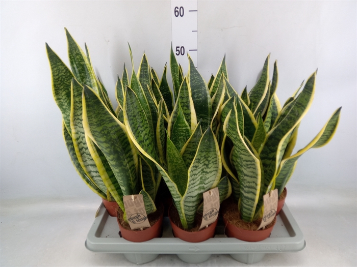 <h4>Sansevieria trifa. 'Futura Superba'</h4>