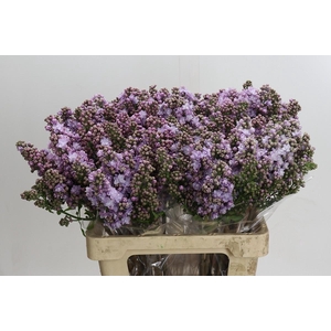 Syringa vulgaris 'Michel Buchner'