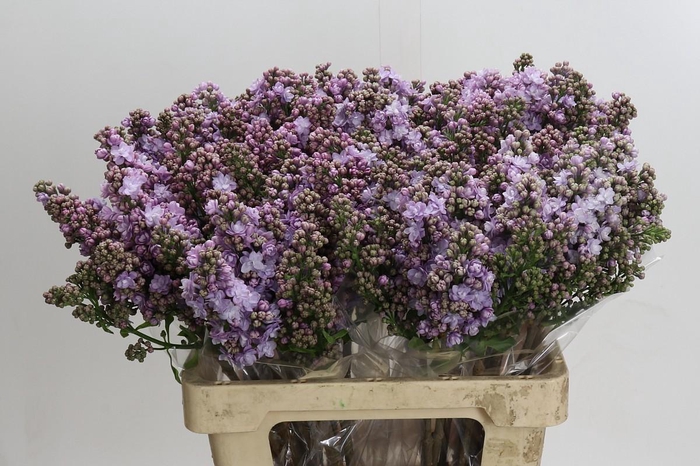 <h4>Syringa vulgaris 'Michel Buchner'</h4>