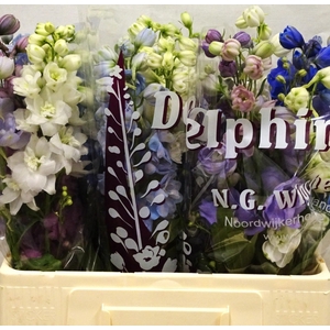 Delph Du Gem