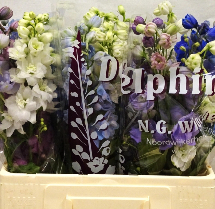 <h4>Delph Du Gem</h4>