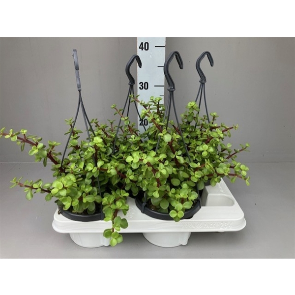 <h4>Portulacaria afra</h4>