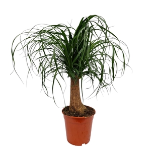 BEAUCARNEA RECUR