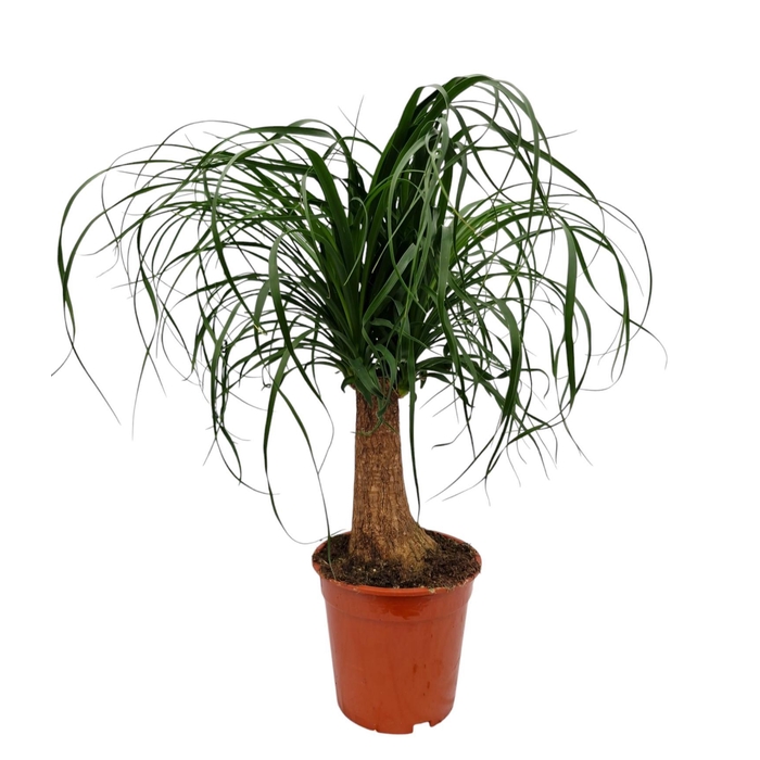 <h4>BEAUCARNEA RECUR</h4>