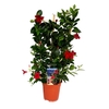 MANDE RIO DEEP RED