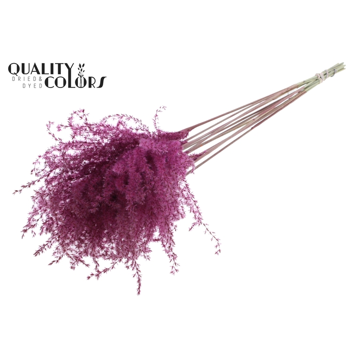 <h4>Miscanthus 5 pcs/bunch Burgundy</h4>