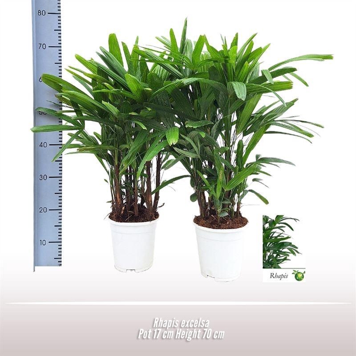 <h4>Rhapis Excelsa</h4>